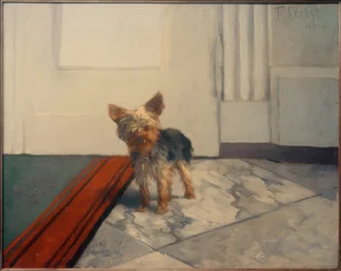 Petit chien dans le couloir